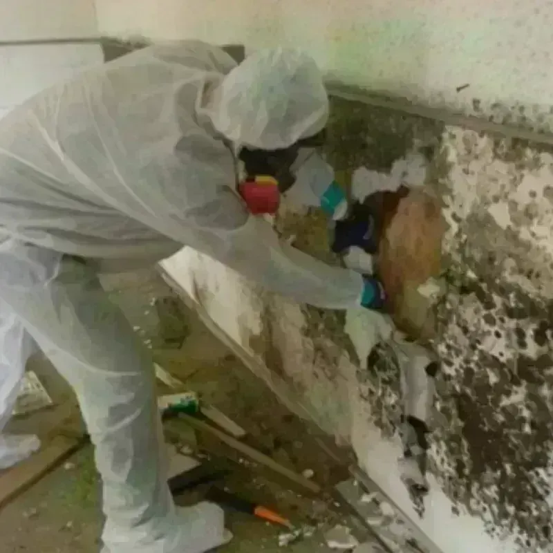 Mold Remediation and Removal in Wyandot County, OH